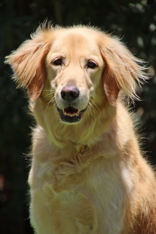 Willow photo 2