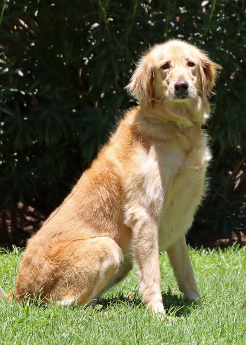 Willow photo 3