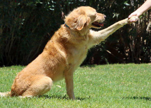 Willow photo 4