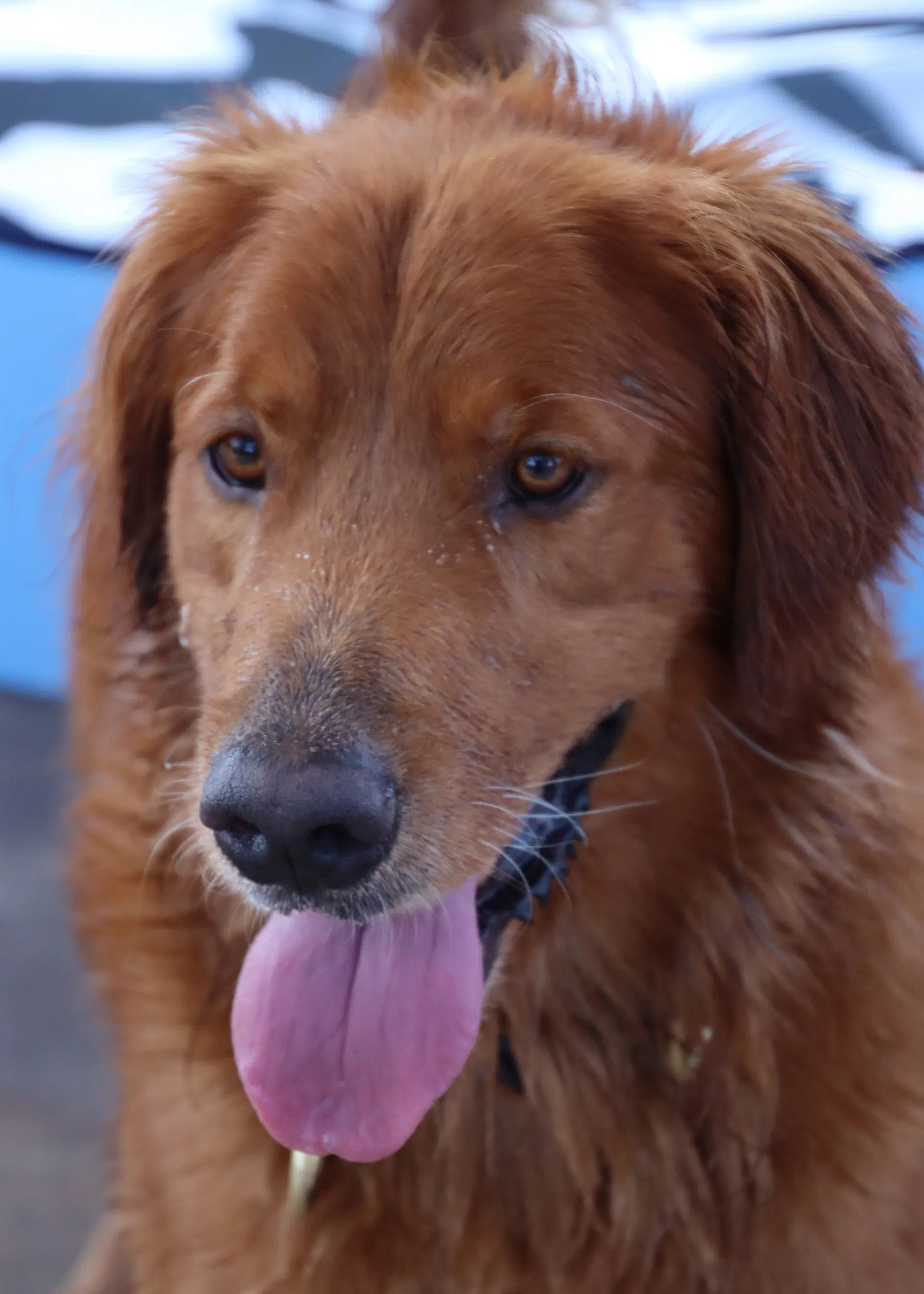 Canelo image 2