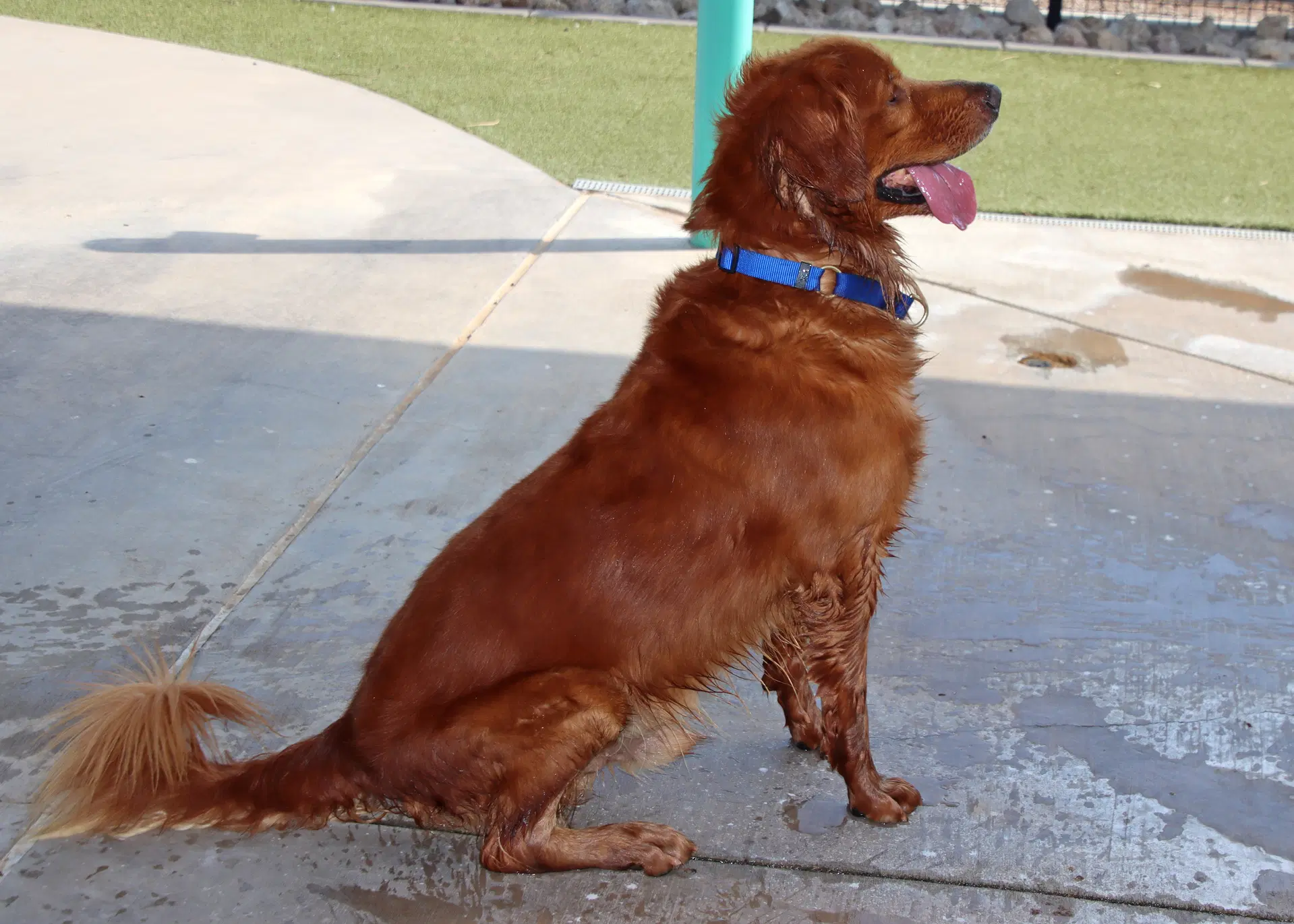 Canelo image 3
