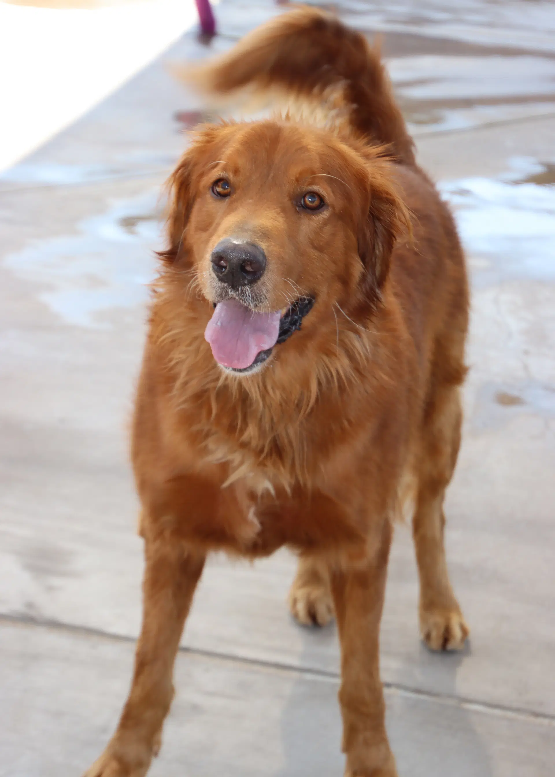 Canelo image 4