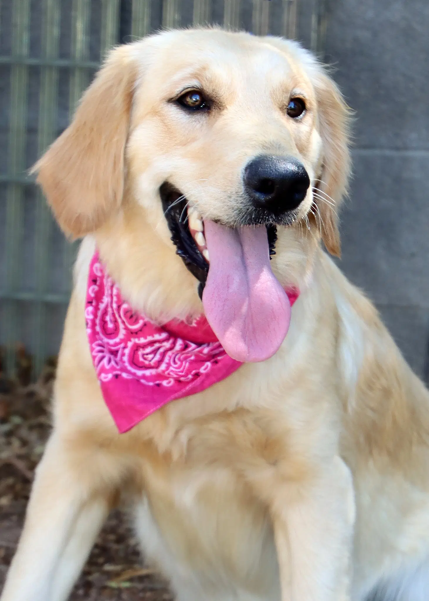 Cagney - Golden Retriever