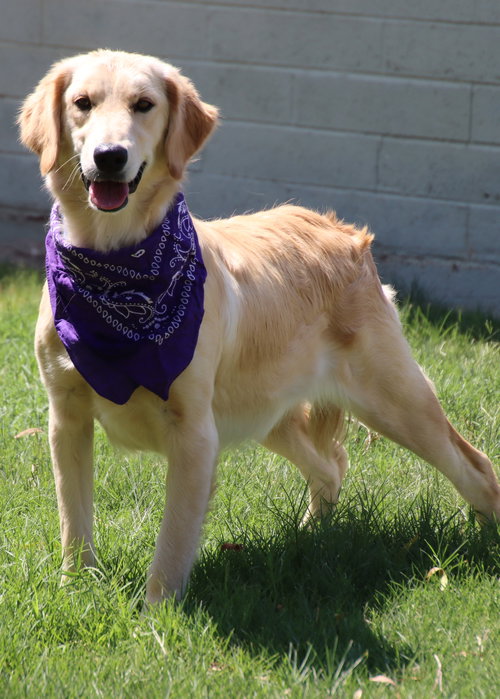 Lacey