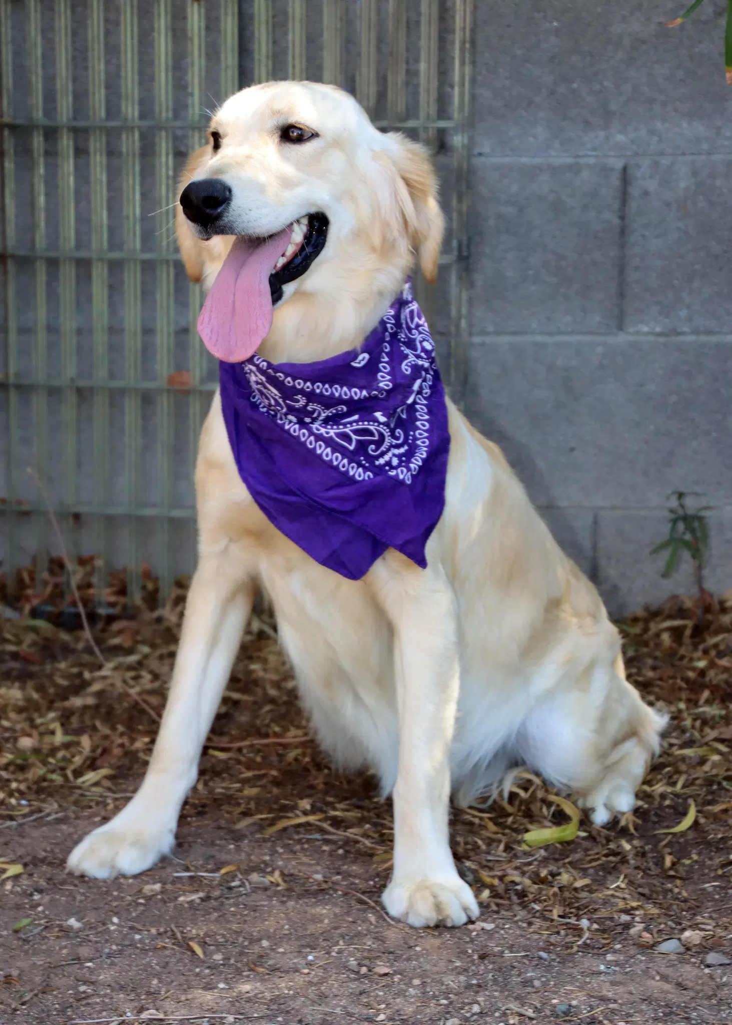 Lacey image 2