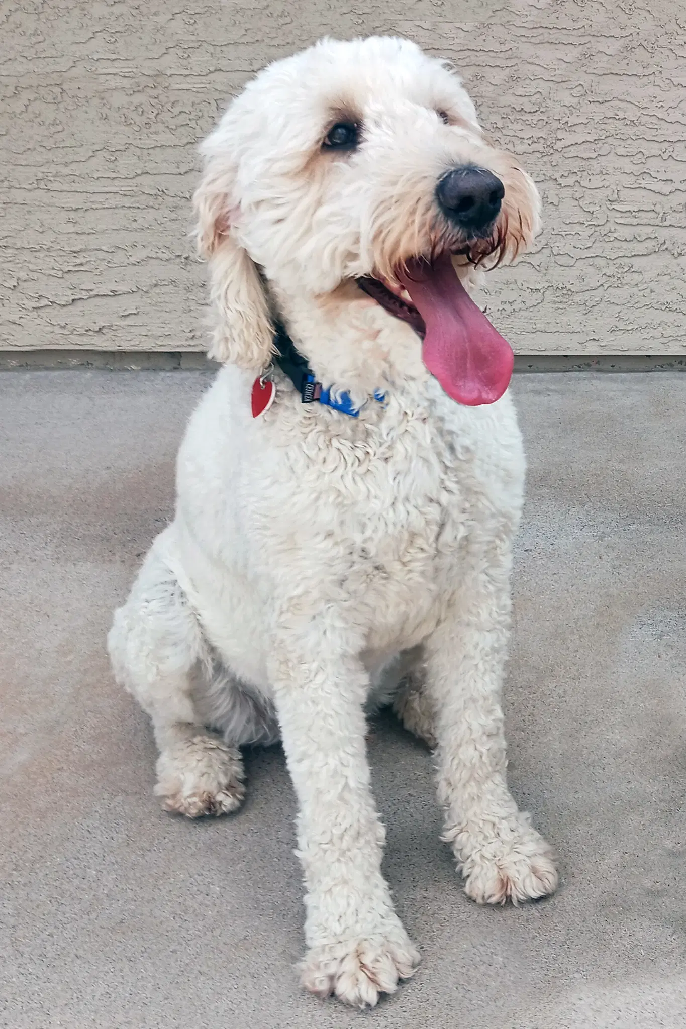 Atlas - Goldendoodle