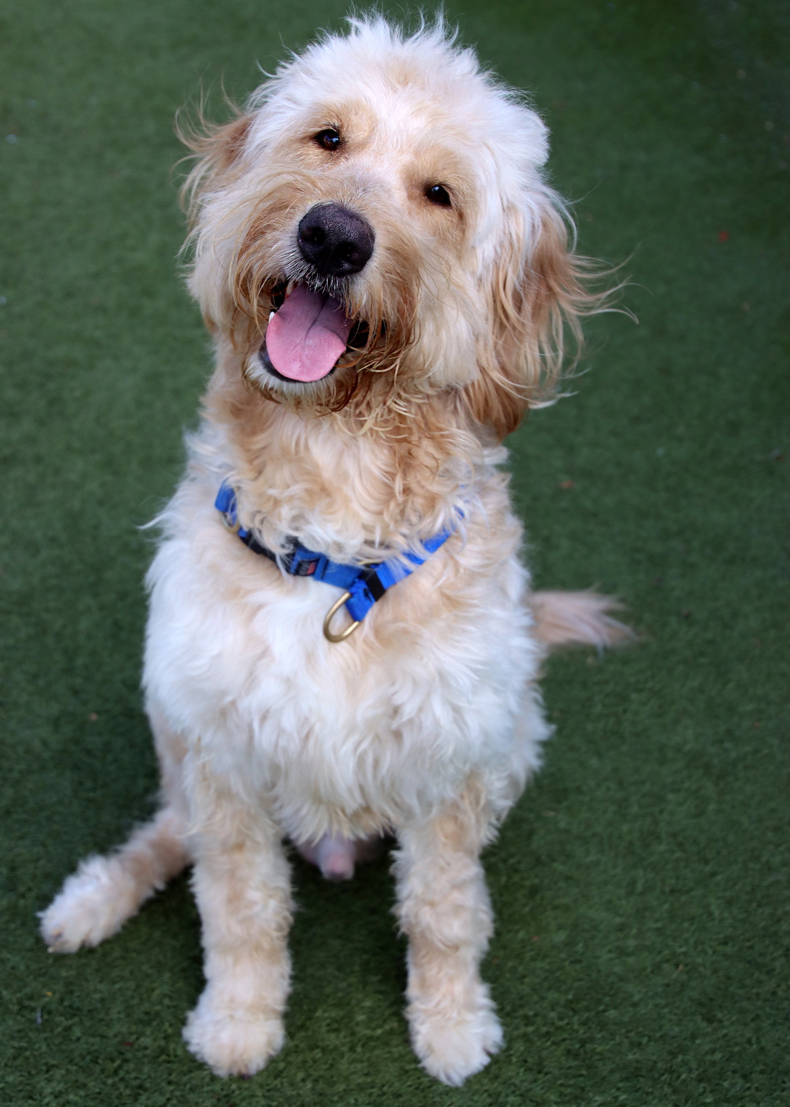 Barkley