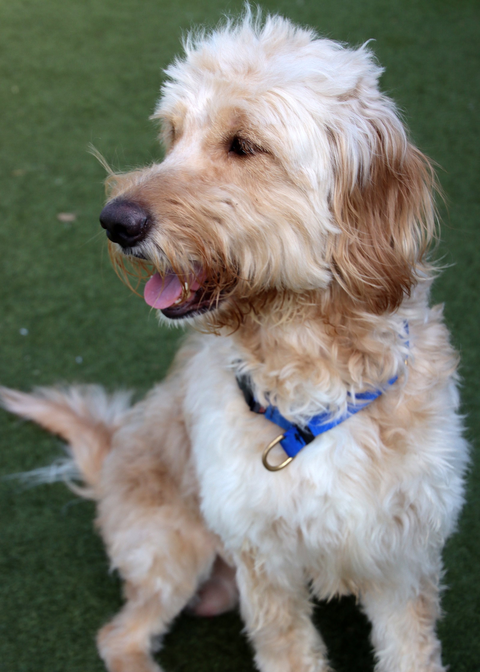 Barkley, photo 2