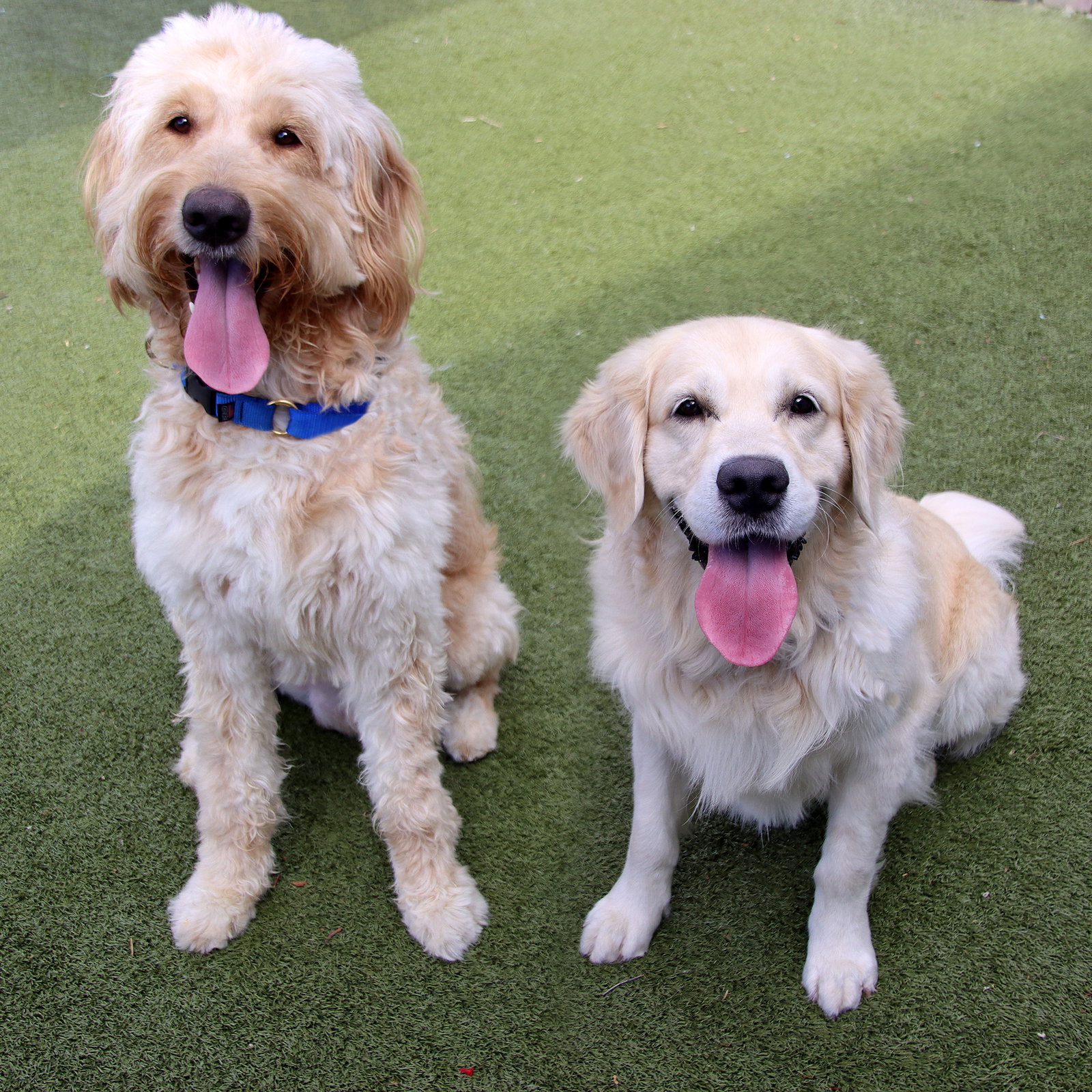 Barkley, photo 3