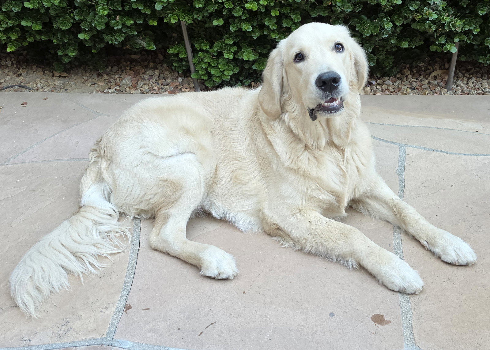 Buddy 26-073, photo 2