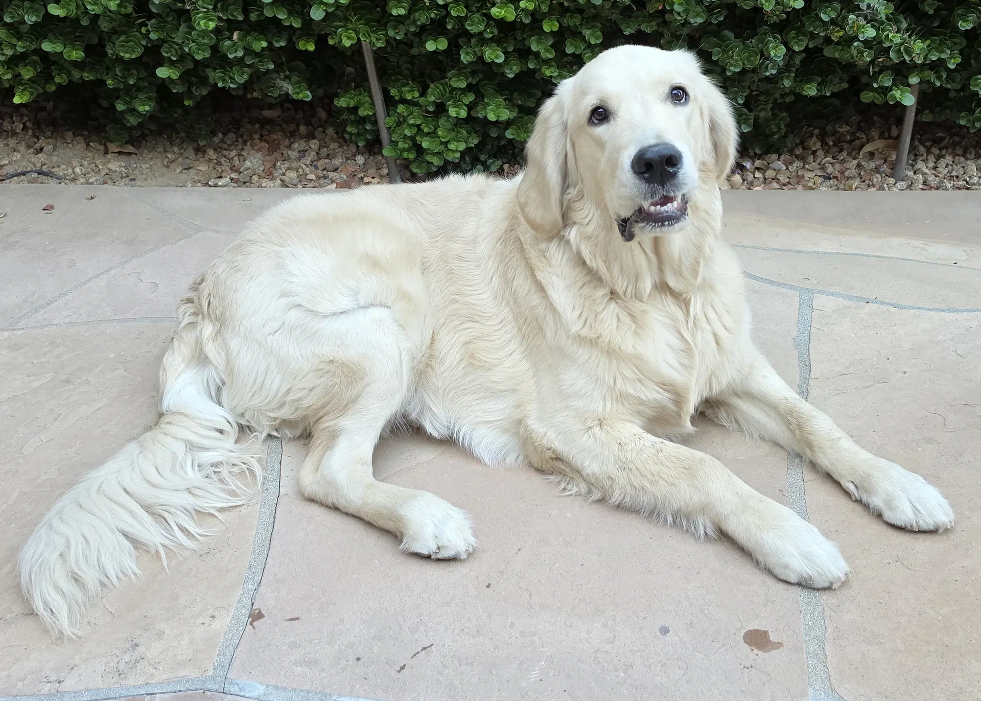 Buddy image 2