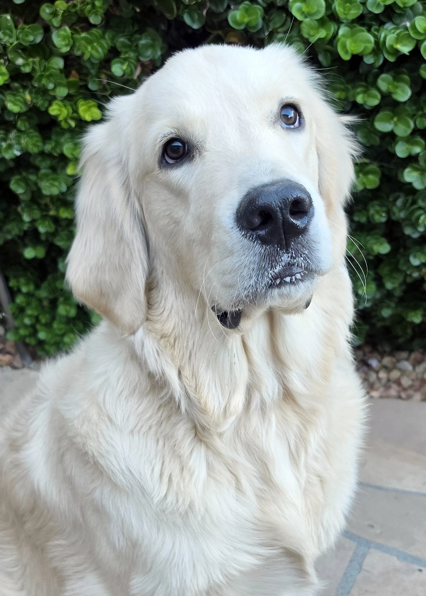 Buddy