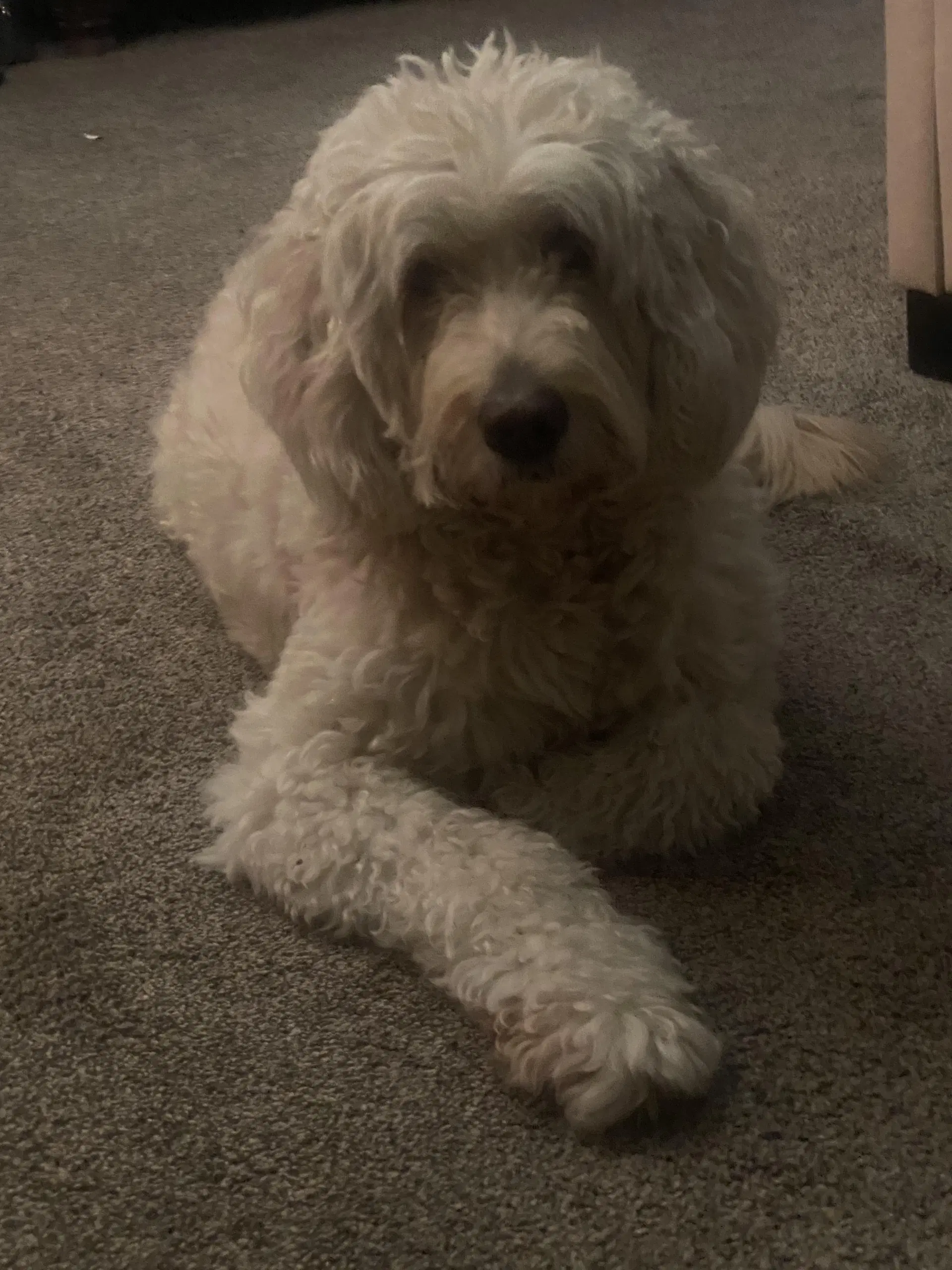 Toby image 4
