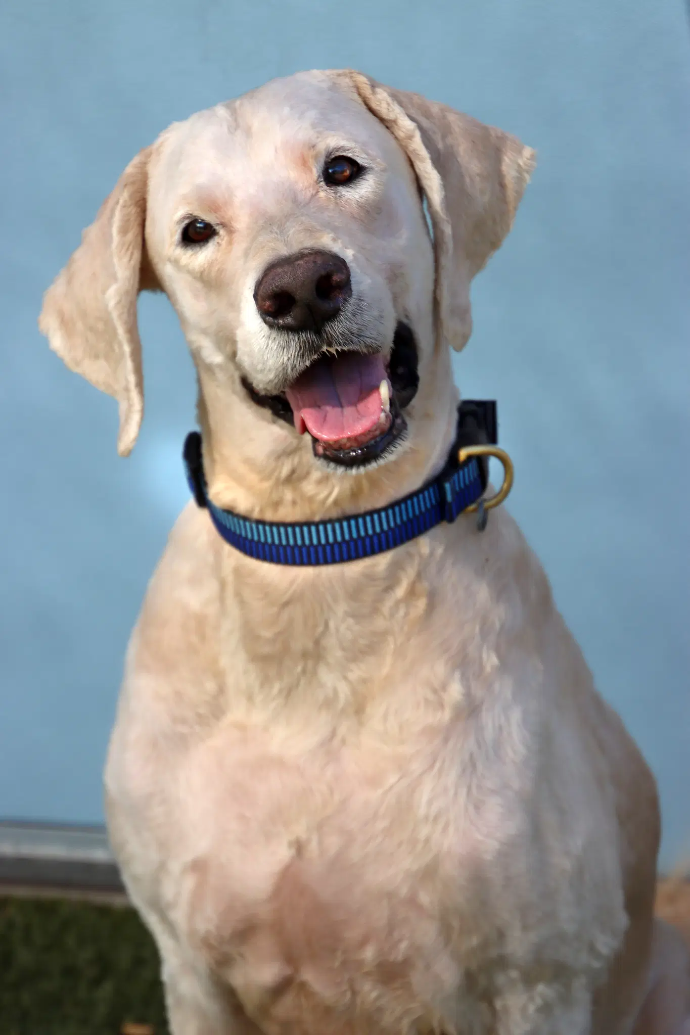 Toby - Golden Retriever