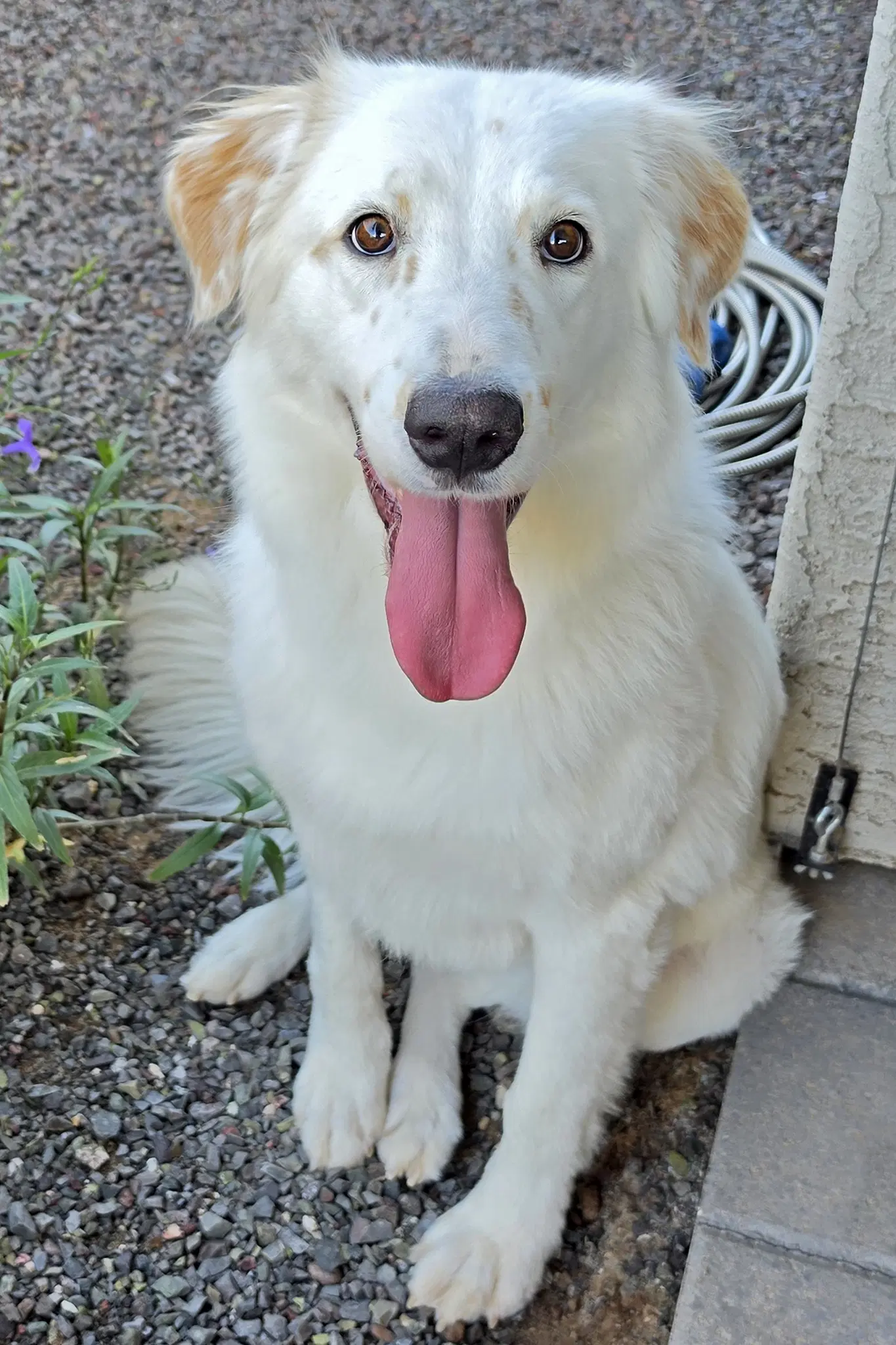 Lady - Golden Retriever