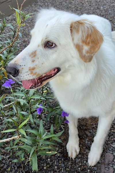 Lady, photo 3