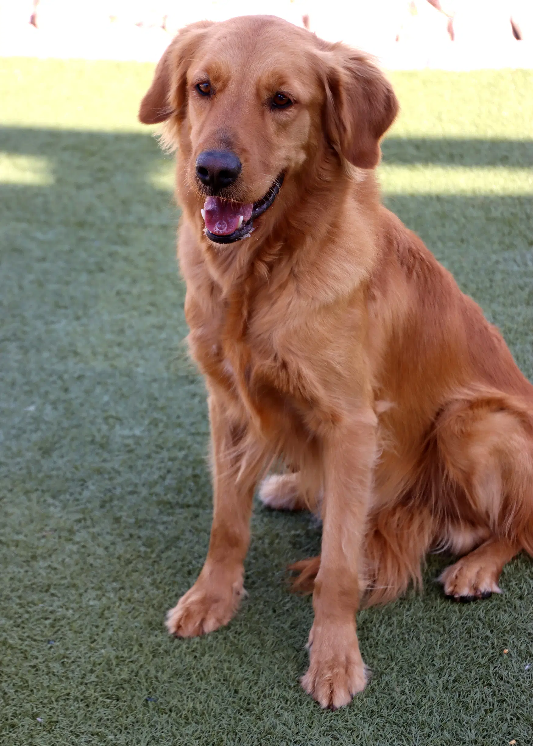 Finn - Golden Retriever