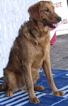 Fozzi/Beau (was RTR see prior 14-032)