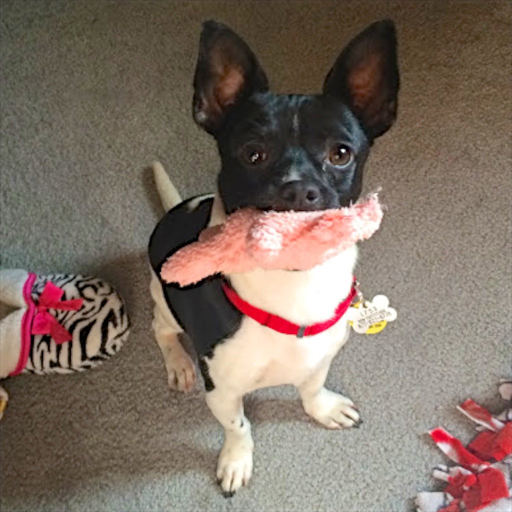 Dog for Adoption Sherlock (WA), a Rat Terrier in Richland, WA Alpha Paw