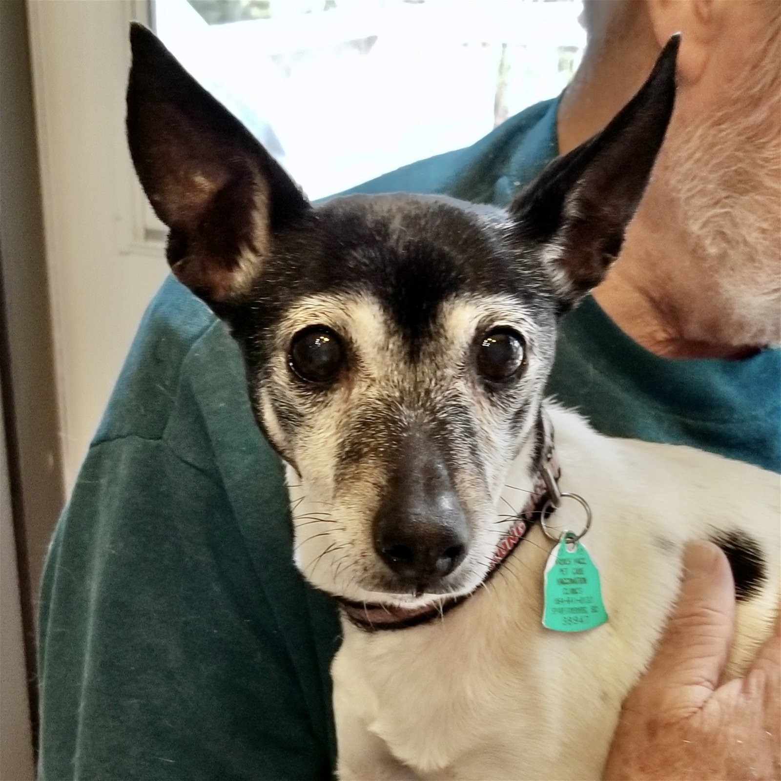 adoptable Dog in Jefferson, GA named Diamond (GA)