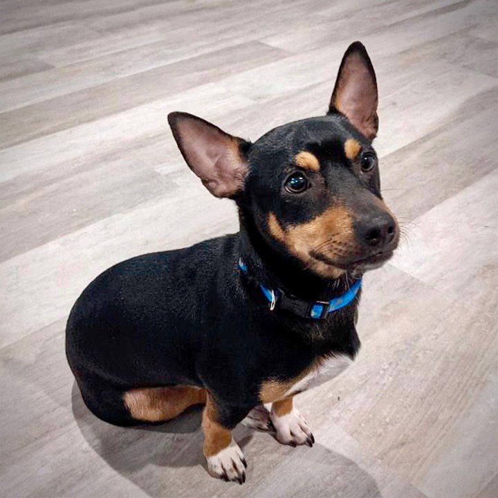 adoptable Dog in Lacombe, LA named Ziggy Bop (LA)
