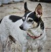adoptable Dog in tyrone, GA named Eddie (GA)