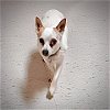 adoptable Dog in denham springs, LA named Gloria (LA)