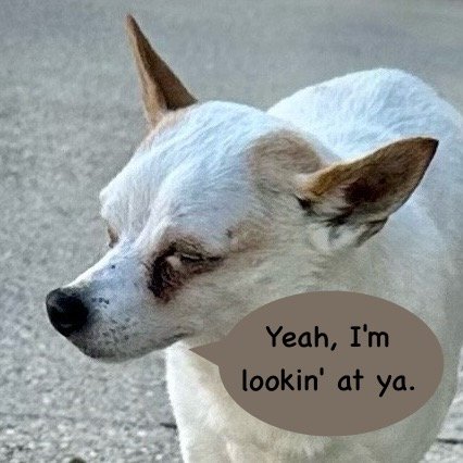 adoptable Dog in Denham Springs, LA named Gloria (LA)