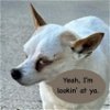 adoptable Dog in denham springs, LA named Gloria (LA)