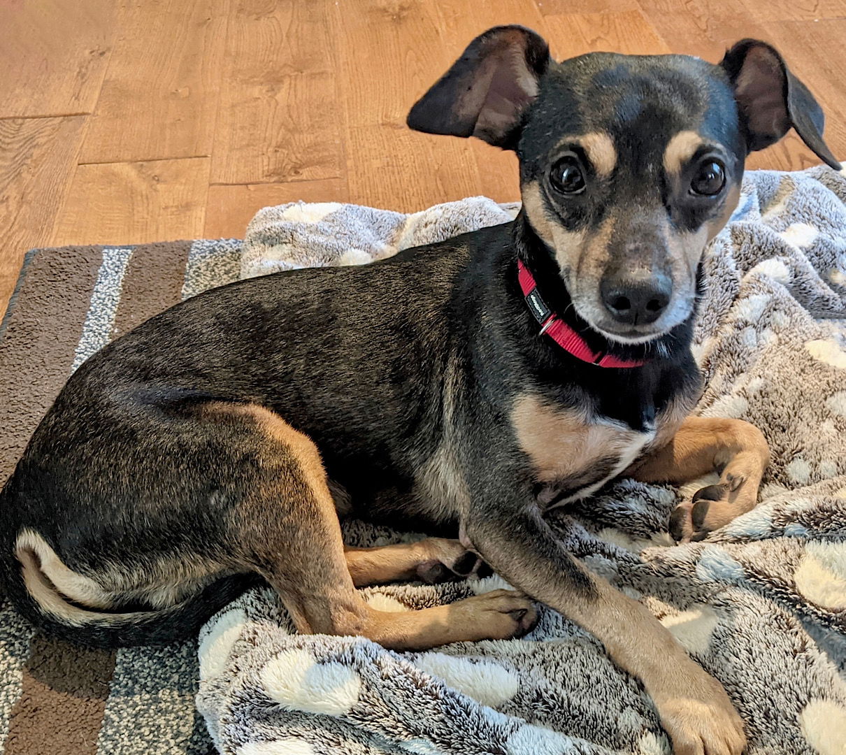 Dog for Adoption - Tom-Tom (TN), a Rat Terrier in Dunlap, TN | Alpha Paw