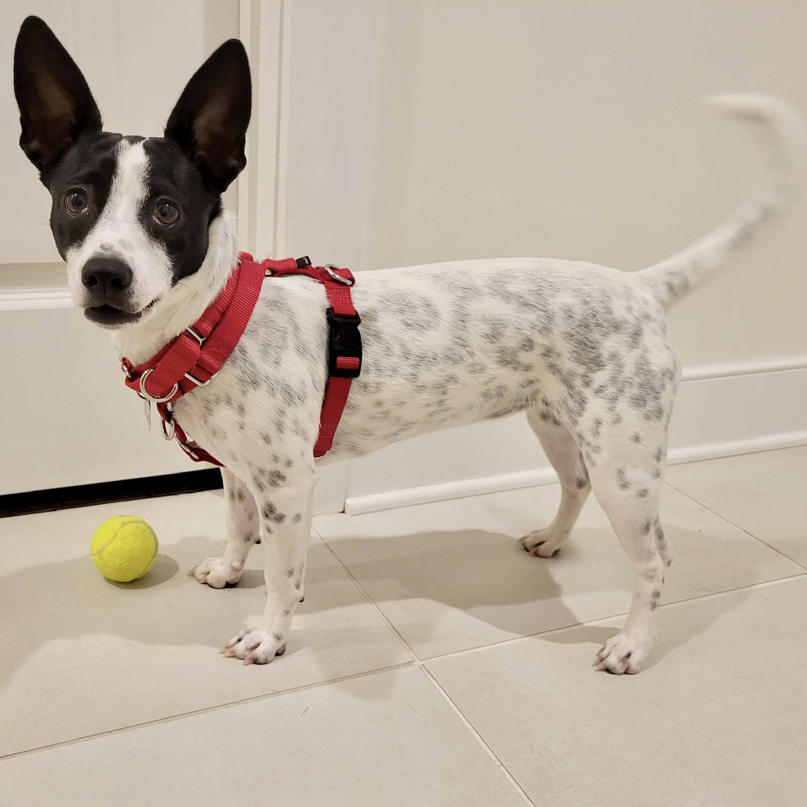 Dog for Adoption Elle (VA), a Rat Terrier in Towson, MD Alpha Paw