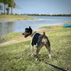 adoptable Dog in , FL named Bilbo (FL)