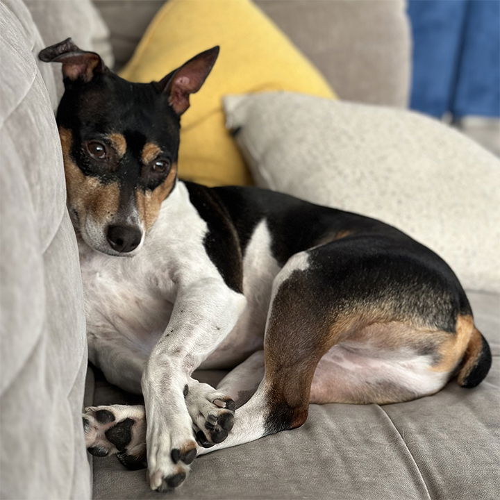 Rat terrier hot sale rescue groups