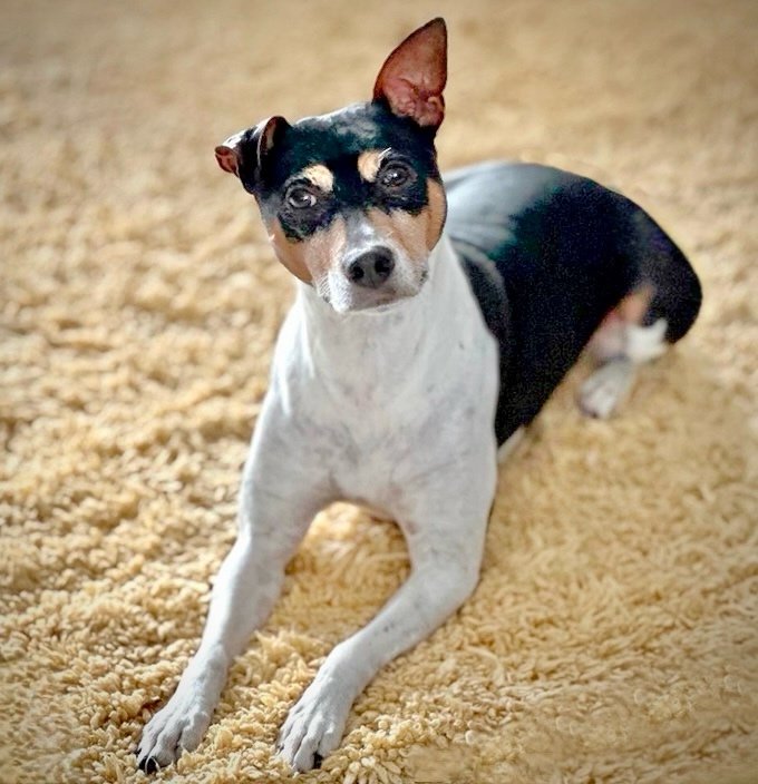 adoptable Dog in Pompano Beach, FL named Bilbo (FL)