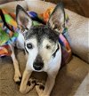 adoptable Dog in greenville, SC named Chloe (SC)