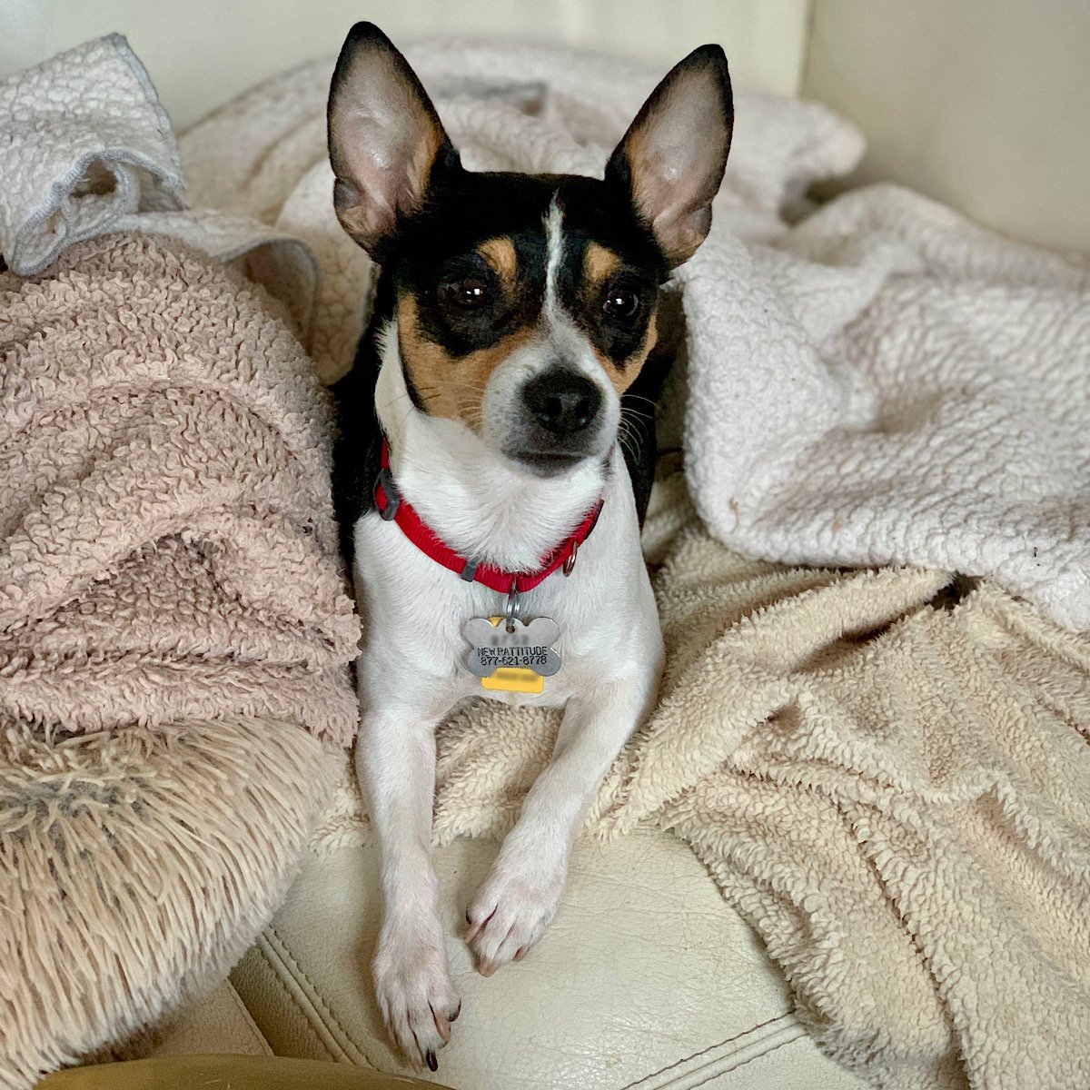 adoptable Dog in Alexandria, VA named Bodie (VA)