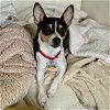 adoptable Dog in alexandria, VA named Bodie (VA)