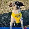 adoptable Dog in  named Bea (IL)