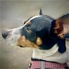 adoptable Dog in  named Poppy (TX)