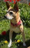 adoptable Dog in  named Cedar (WA)