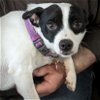 adoptable Dog in chattanooga, TN named Nickajack (TN)