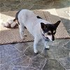 adoptable Dog in hereford, AZ named Lucy Lu (AZ)