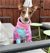 adoptable Dog in greensboro, NC named Coco (NC)