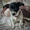 adoptable Dog in  named Charmy (WA)