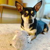 adoptable Dog in  named Rocky (GA)