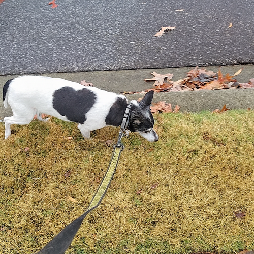 VIOLET V (SC) - Rat Terrier available for adoption
