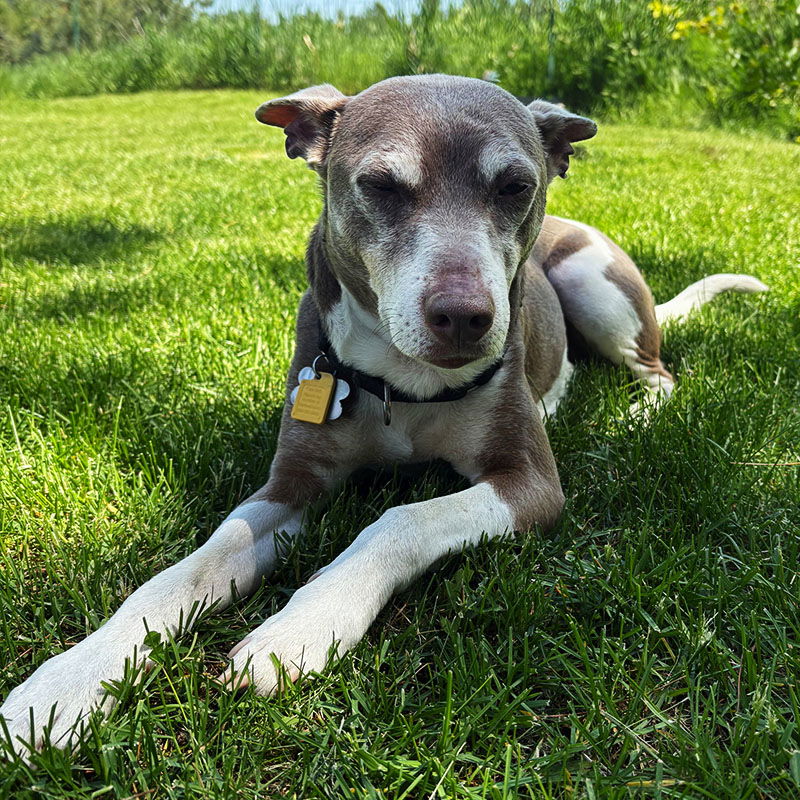 adoptable Dog in Naples, ID named Taffy (ID)