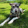 adoptable Dog in  named Taffy (ID)