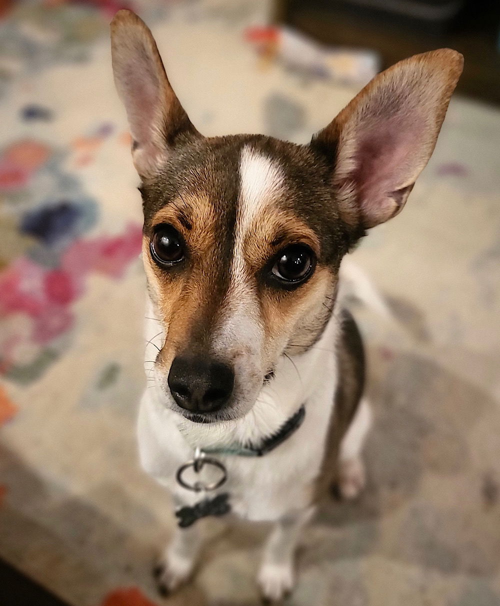 adoptable Dog in Spring, TX named Missy (TX)