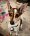 adoptable Dog in  named Missy (TX)